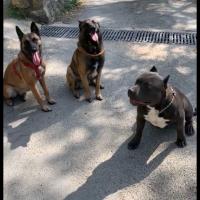 Les 2 Malinois de Sabrina et son Bully Américain