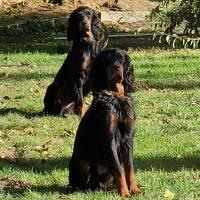 Les deux magnifiques Setters Gordon de Chantal