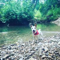 Levis avec son joli bandana au bord d'une rivière