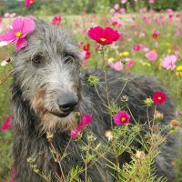 Lévrier Ecossais dans un champs de fleurs