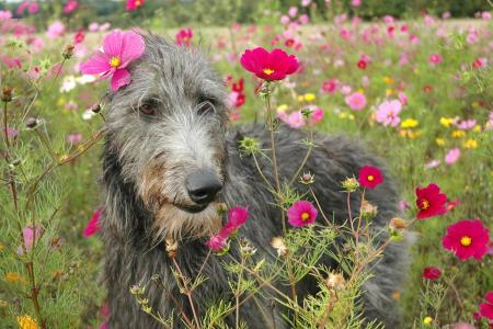 Levrier ecossais dans un champs de fleurs