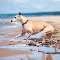 Lévrier qui court sur la plage