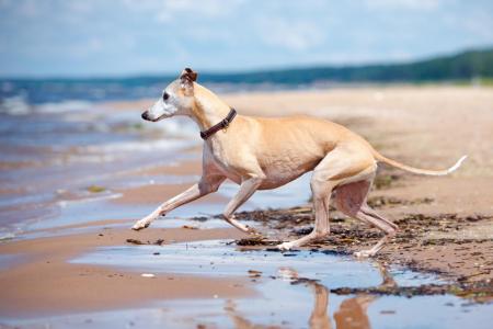 Levrier qui court sur la plage