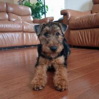 Louna, petite Welsh Terrier de 4 mois,  qui vit au Canada