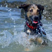 Lovely, berger Australien croisée qui s'amuse dans l'eau