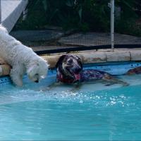 Lovely et Nina à la piscine