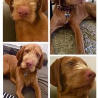 Luna femelle vizsla a poil dur 8 mois