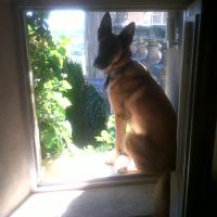 Luna, la chienne de Marie à la fenêtre