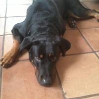 Lycos, Beauceron adulte couché sur le sol