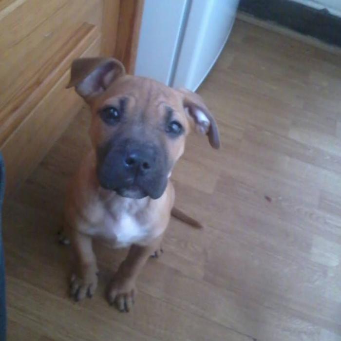 Tout Savoir Sur L American Staffordshire