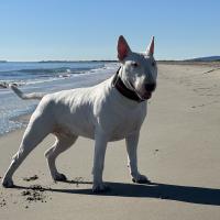 Magnifique Bull Terrier blanc à la mer