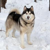 Le Malamute d'Alaska