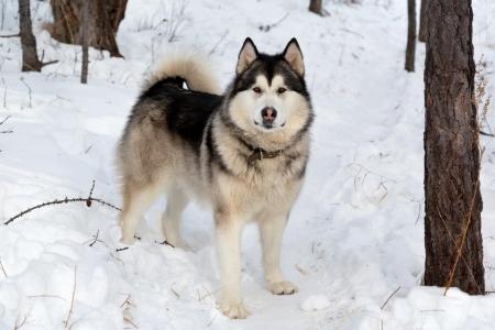 Malamute d alaska dans une fotet enneigee