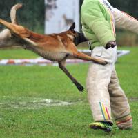 Malinois qui fait du mordant