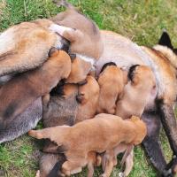 Maman Malinois qui allaite ses chiots