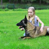 Malinois dans l'herbe avec une petite fille