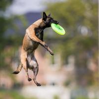 Malinois qui attrape un frisbee en sautant 