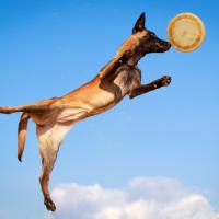 Malinois qui saute pour attraper un frisbee