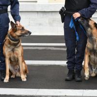 2 Malinois chien policier