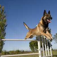 Malinois qui fait de l'agility