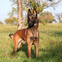 Malinois dans la nature