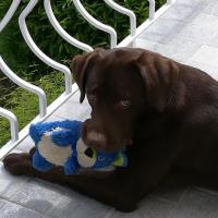 Malone, un joli Labrador Retriever