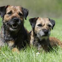 Maman Border Terrier avec son chiot