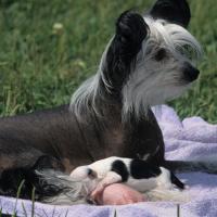 Maman Chien nu de Chine avec ses chiots