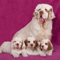 Maman Clumber Spaniel avec ses chiots