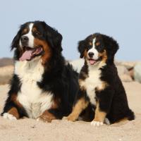 Maman et bébé Bouvier Bernois couchés sur du sable