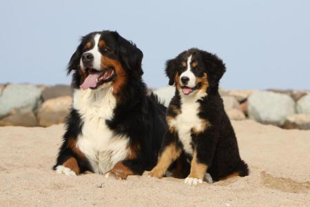 Maman et bebe bouvier bernois couches sur du sable