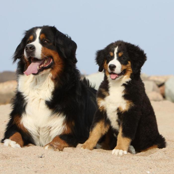 Maman Et Bebe Bouvier Bernois Couches Sur Du Sable Maman Et Bebe Bouvier Bernois Couches Sur Du Sable