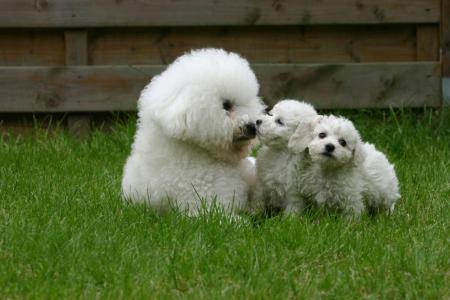 Maman et bebes bichons frises couches sur l herbe