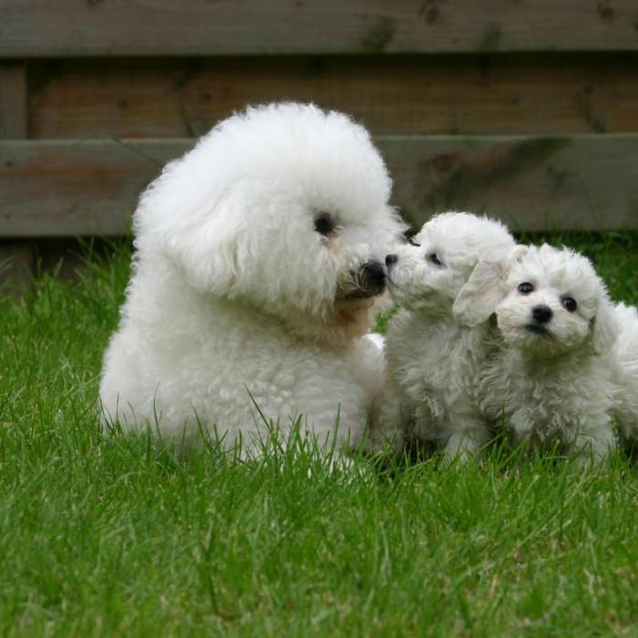 Maman Et Bebes Bichons Frises Couches Sur L Herbe