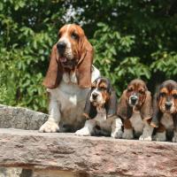 Maman et chiots Bassets Hound