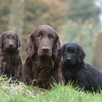 Maman Flat Coated Retriever avec ses chiots