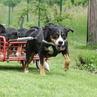 Maman Grand Bouvier Suisse qui tire ses petits