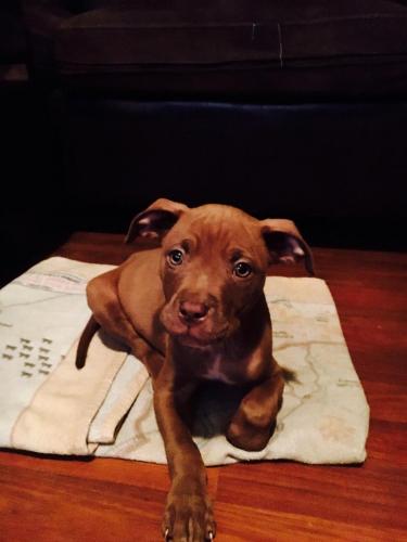 Tout Savoir Sur Le Pitbull