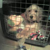 Marcel dans sa cage