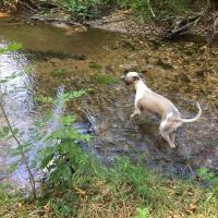 Mario, 7 ans, le superbe Lévrier Whippet de Marie-Jeanne