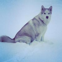 Marley, le Malamute de Romaric à la neige