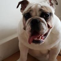 Maurice, Bouledogue Anglais de 6 mois