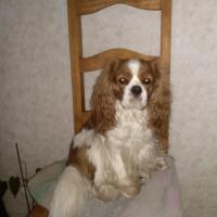 Mikado, le Cavalier King Charles de Dominique