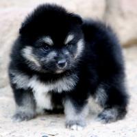 Mira, jeune Pomsky de 6 semaines