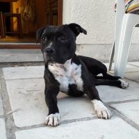 Missy 4 ans l'Américain Staffordshire Terrier de Djodie