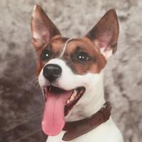 Moustik, le petit Jack Russel de Audrey