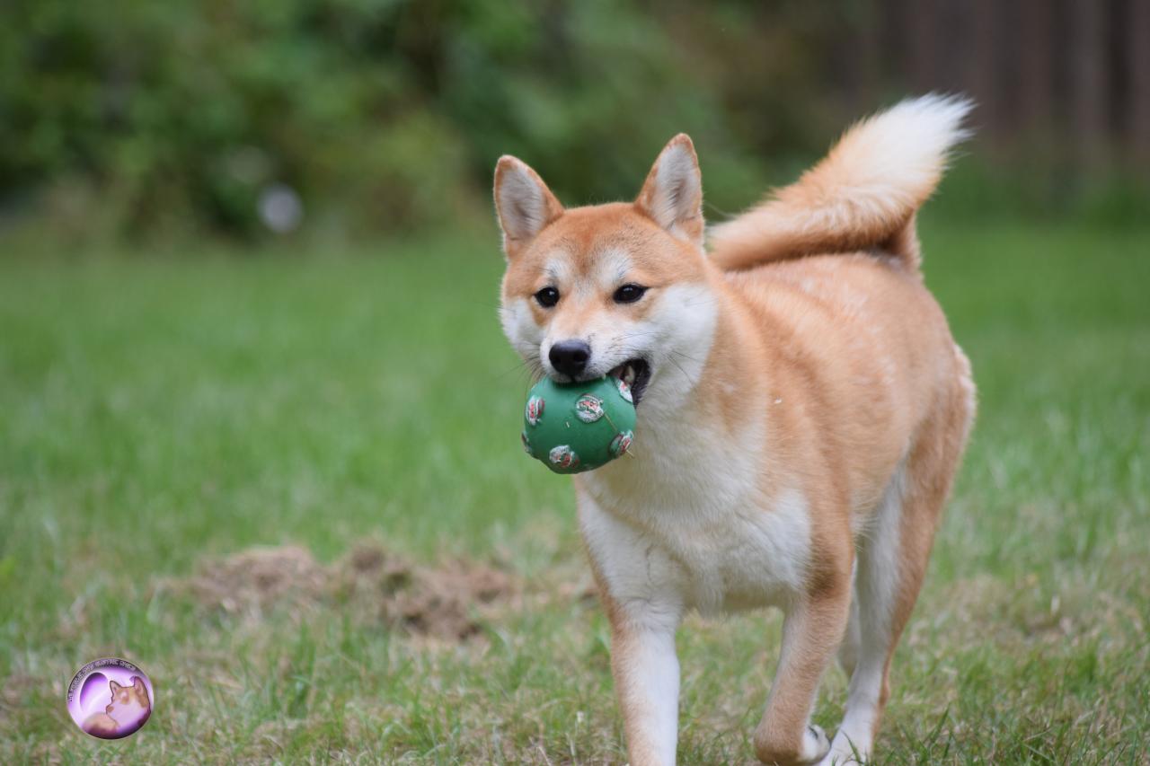 Myôga femelle Shiba avec son ballon