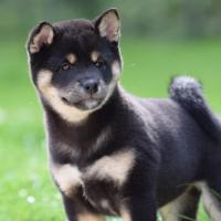 Naga femelle shiba de 3 mois