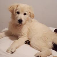 Nala 3 mois, chienne Berger Blanc Suisses de Kennie