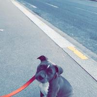 Nala 4 mois, la petite Amstaff de Florian